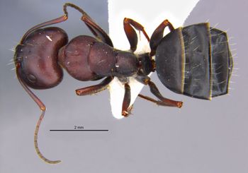 Media type: image;   Entomology 686661 Aspect: habitus dorsal view